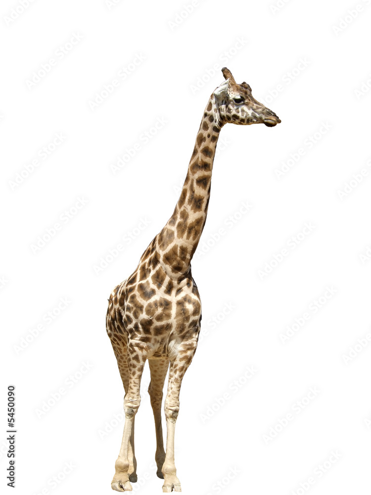 One giraffe isolated in full length, white background