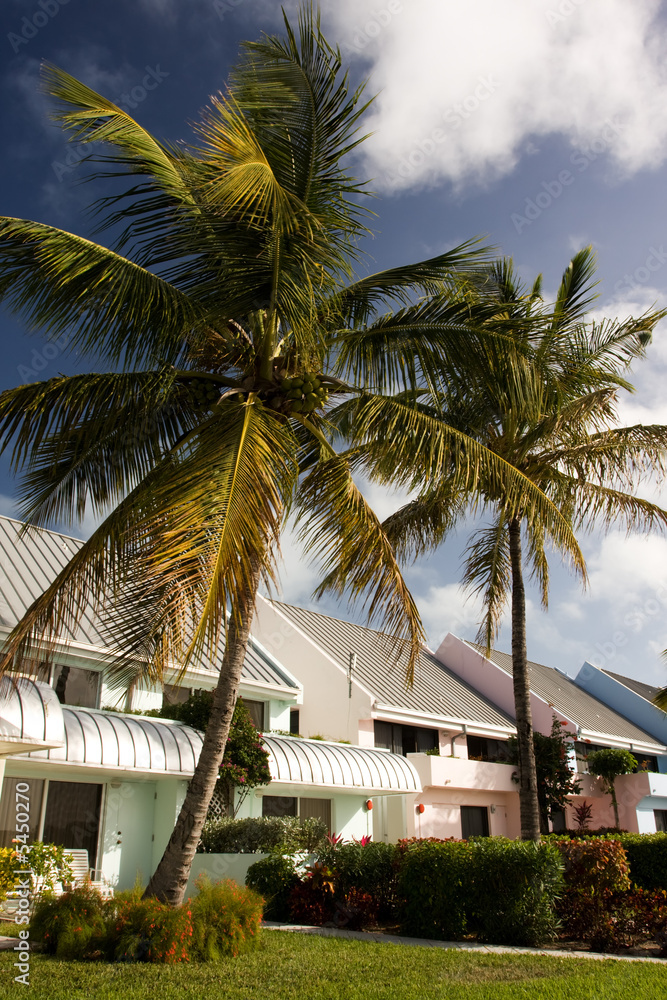 hotel cottages in tropical resort with palm trees