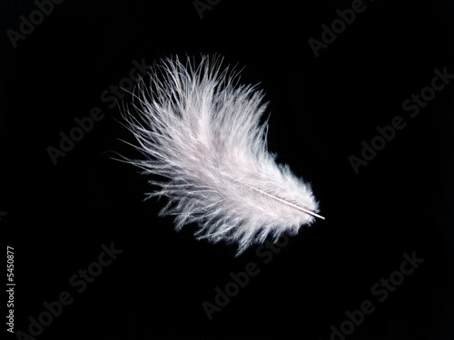 White feather on black