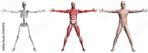 Skeleton and Muscles of a Human Male