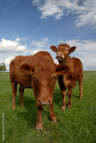 Pair of Range Cows Under American Western Skys