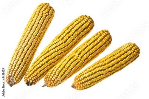 Yellow Corncob isolated on white