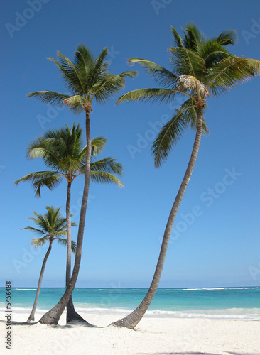 Palmeras en Playa Bávaro. Punta Cana. Republica Dominicana #5456488
