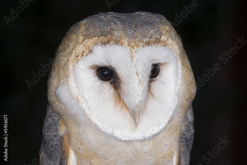 Barn Owl © Stephen Meese