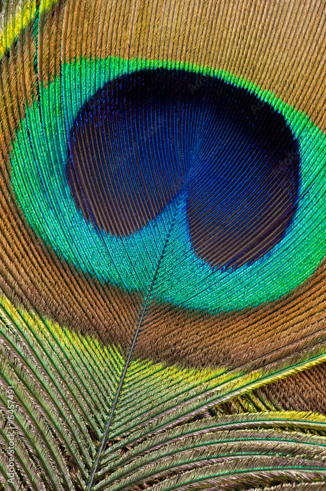 Naklejka premium Peacock Feather Detail