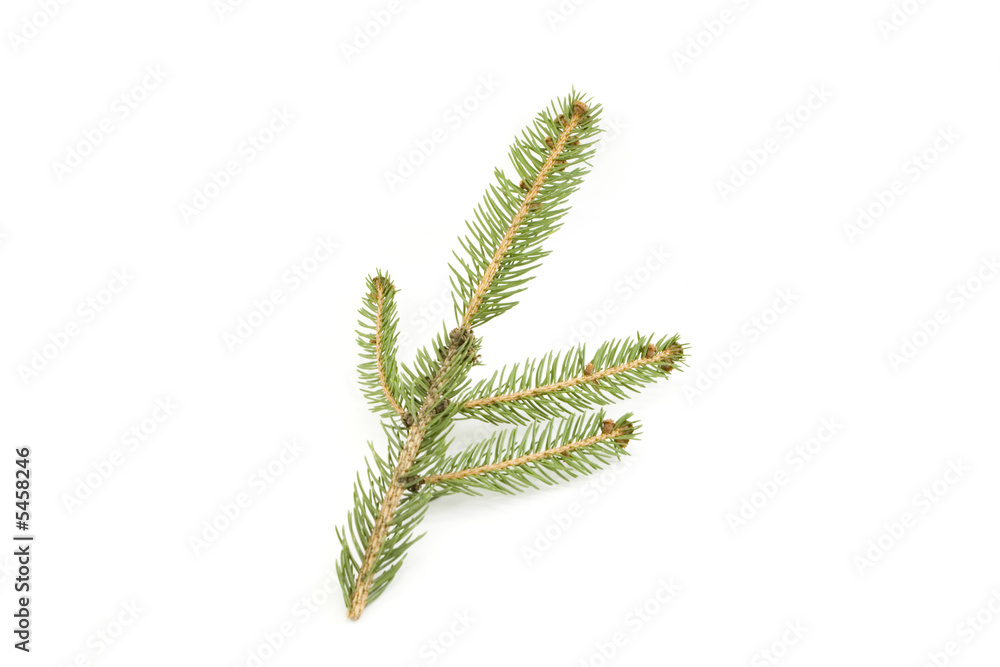 fir fir