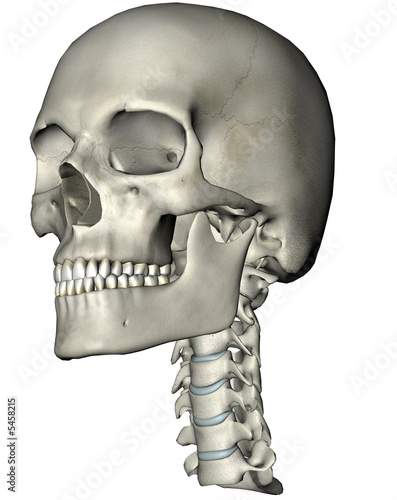 Human skull and neck oblique 