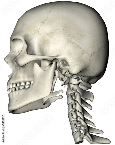 Human skull and neck lateral 