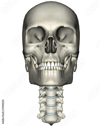 Human skull and neck anterior