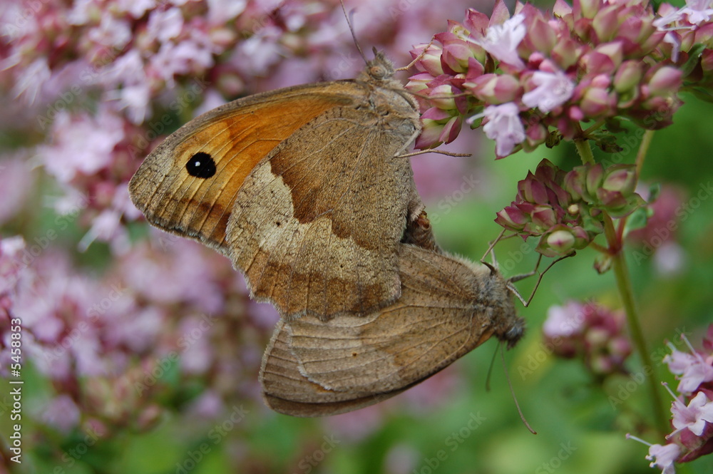 Obraz premium accouplement papillon