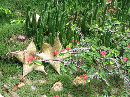 Aasblume, stapelia,
