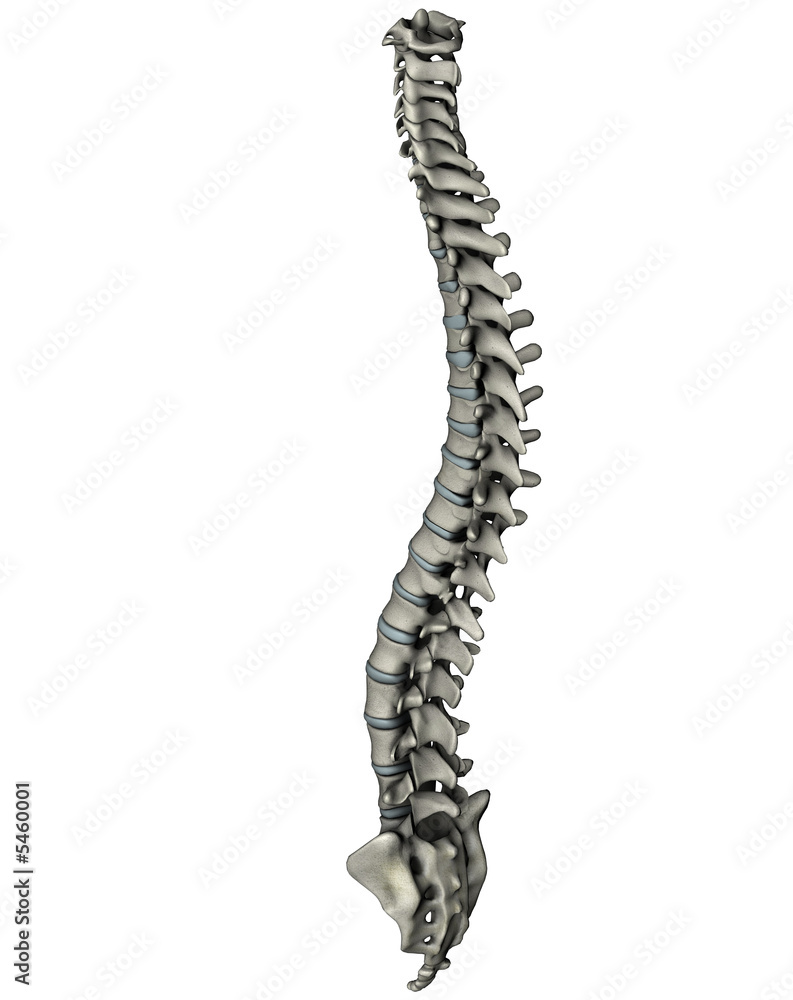 Human posterior oblique spine Human posterior oblique spine