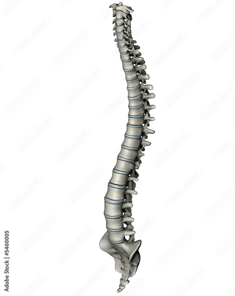 Human anterior oblique spine Human anterior oblique spine
