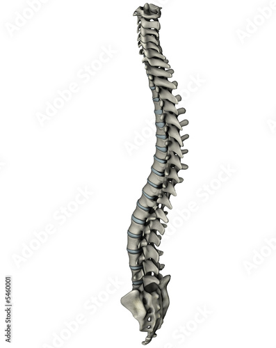 Human posterior oblique spine