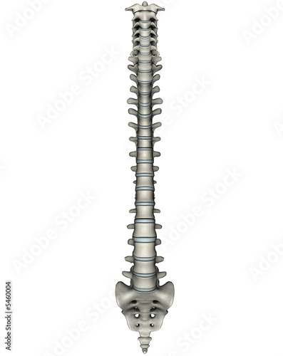 Human anterior spine