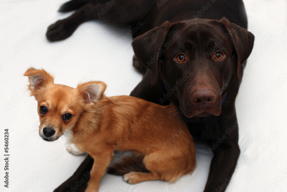 Obraz premium best friends