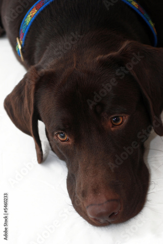 sad dog