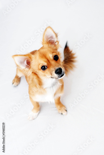 question mark dog