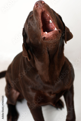 dog barking