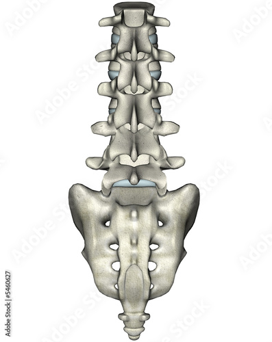 Human posterior lumbosacral spine