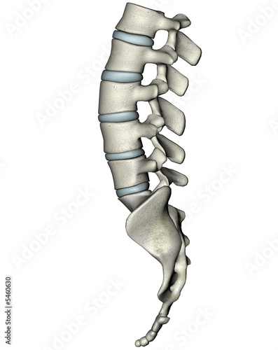 Human lateral lumbosacral spine