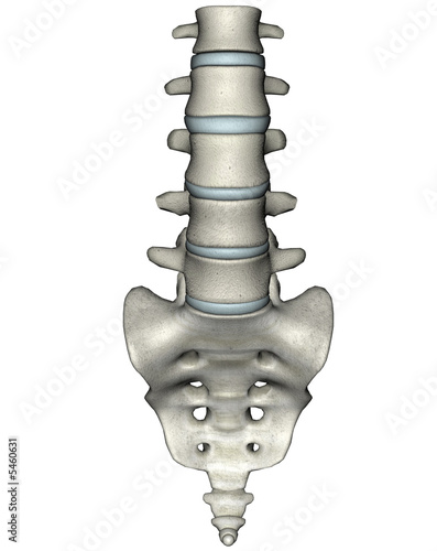 Human anterior lumbosacral spine