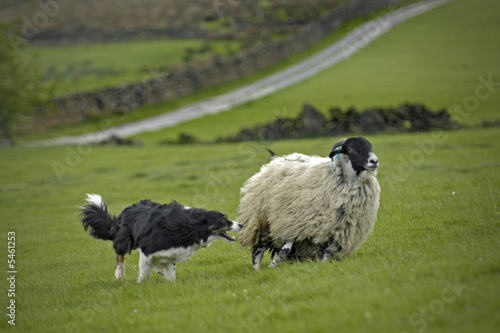 Border Collie and Sheep