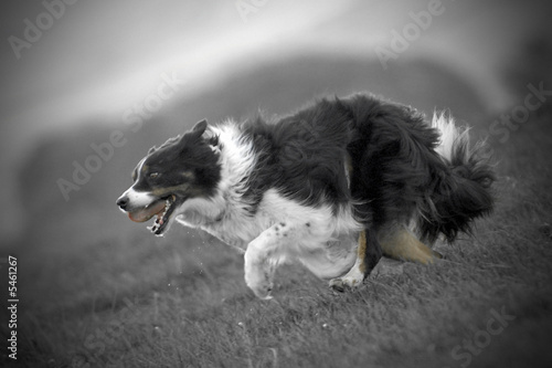 Border Collie