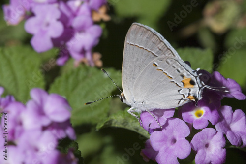 Tail Eye Butterfly on Pink Flowers in Garden; Close-up