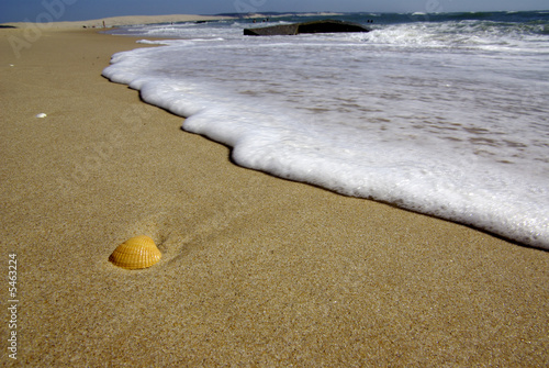 Coquillage sur la plage photo