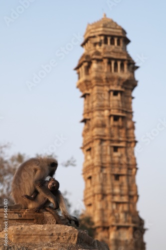 Monkey and Baby photo