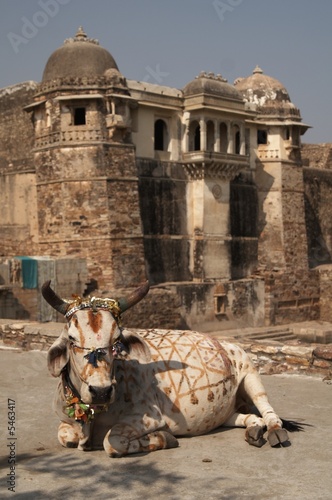 Painted Cow photo