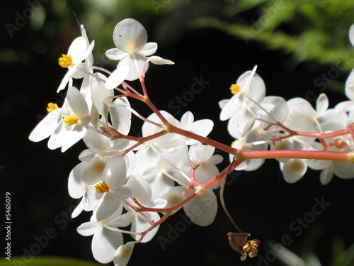 fleurs blanches de bégonia 