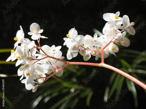 fleurs de bégonia photo