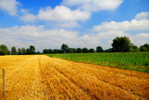 Summer landscape