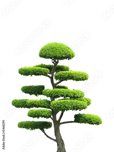 Ornamental Tree