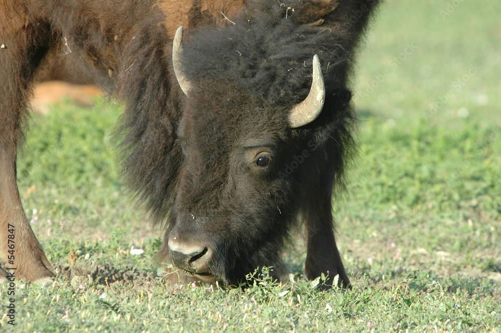  An image of an American bison with the head and eyes sharp 