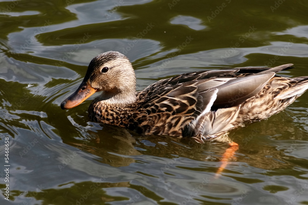 Fototapeta premium mallard duck