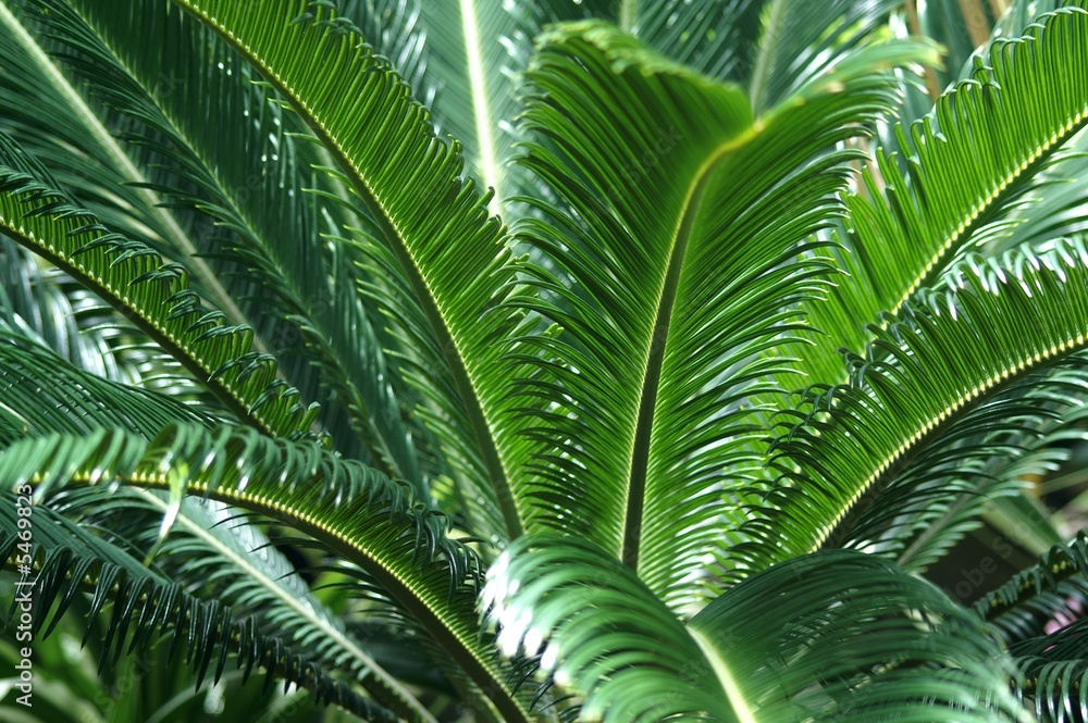 Giant fern Giant fern