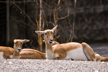 Wandcirkels Antilope Grappig blackbuck duo in natuur  © kri