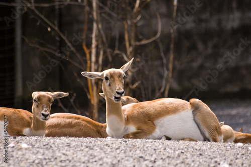 Couple of funny Blackbucks photo