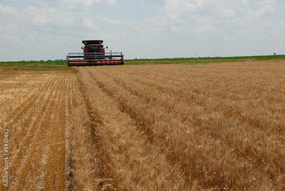 Obraz premium Combining Wheat