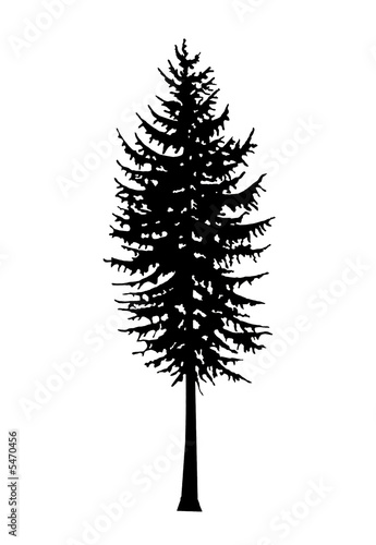  Douglas Fir Tree Silhouette