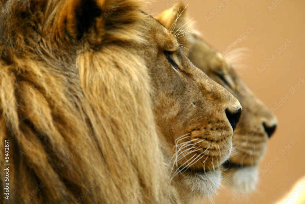 Naklejka premium African Lions