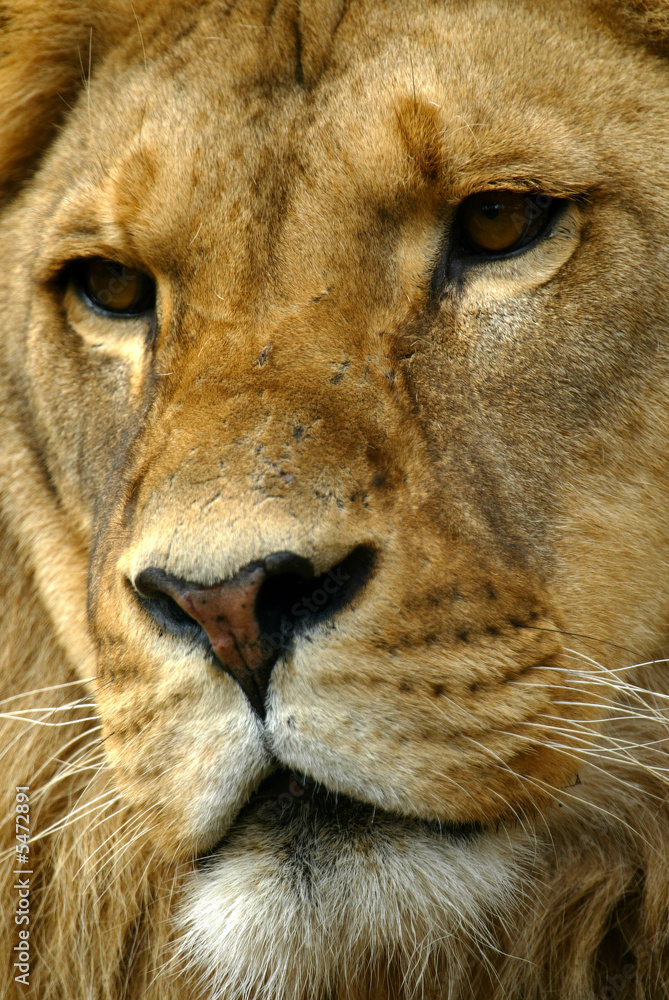 African Lions African Lions