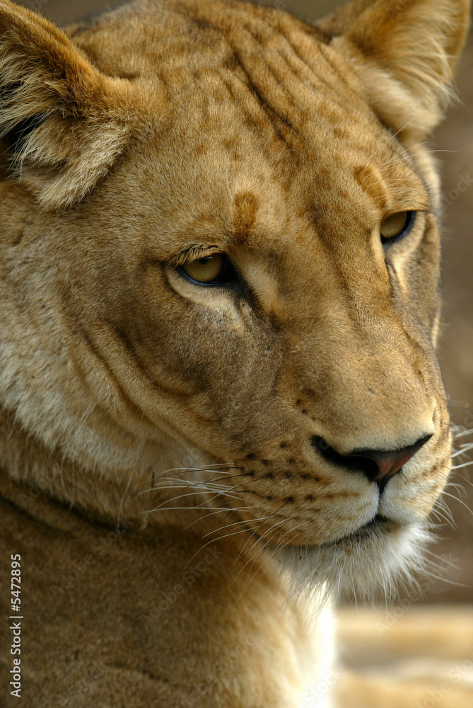 Fototapeta premium African Lions
