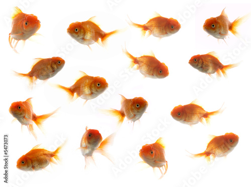 An image of much goldfish