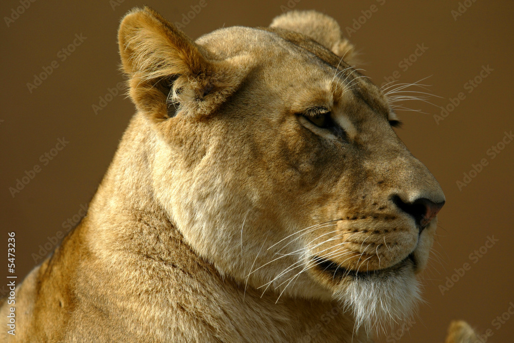 Obraz premium African Lions