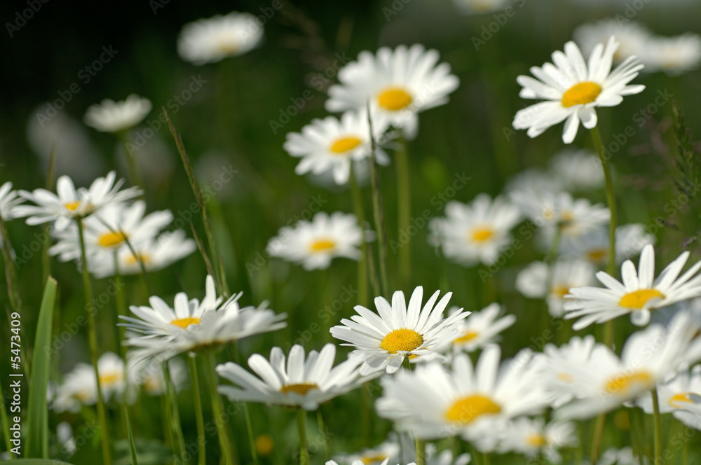 Blumenwiese