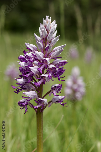 Helmknabenkraut auf einer Orchideenwiese